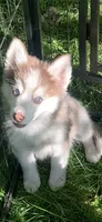 Timber , a male Pomeranian and Pomsky for sale in Holt, MI – 1 of 7