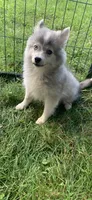 Olivia, a female Pomeranian and Pomsky for sale in Holt, MI – 5 of 10
