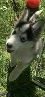 Aria , a female Pomeranian and Pomsky for sale in Holt, MI – 7 of 9