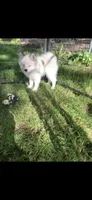 Toby, a male Pomeranian and Pomsky for sale in Holt, MI – 7 of 9