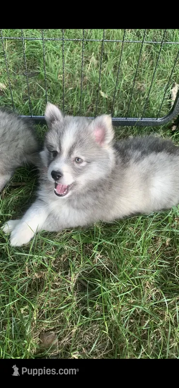 Shadow  – Pomeranian, Pomsky puppy for sale in Holt, MI