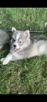 Shadow , a male Pomeranian and Pomsky for sale in Holt, MI – 1 of 5