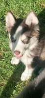 Cooper, a male Pomeranian and Pomsky for sale in Holt, MI – 4 of 4