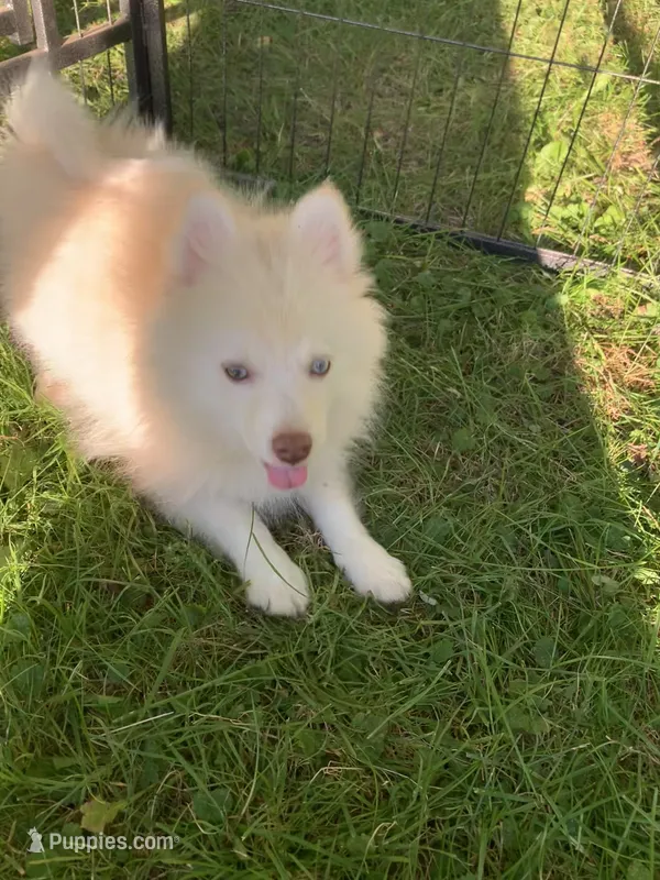 Niko  – Pomeranian, Pomsky puppy for sale in Holt, MI