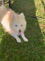 Niko , a male Pomeranian and Pomsky for sale in Holt, MI – 1 of 10