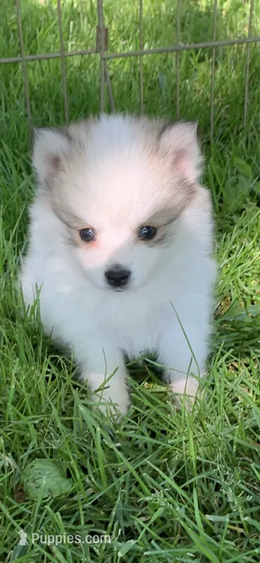 Loki  – Pomsky puppy for sale in Holt, MI