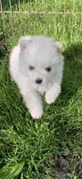 Kody, a male Pomsky for sale in Holt, MI – 2 of 3
