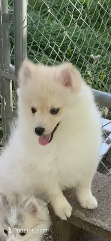 Teddy – Pomeranian, Pomsky puppy for sale in Holt, MI