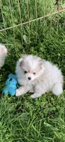 Lily , a female Pomsky for sale in Holt, MI – 2 of 3