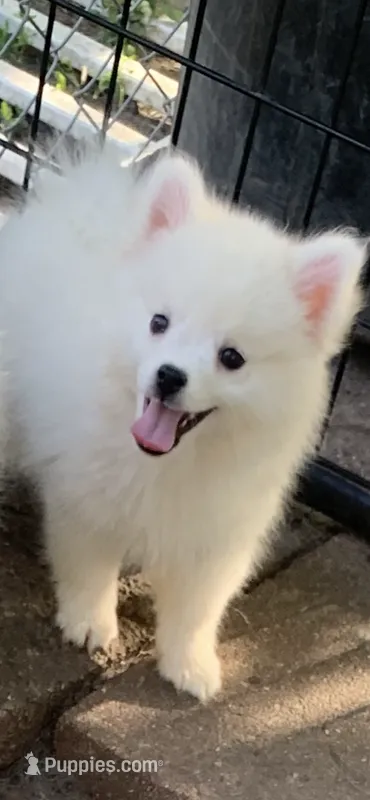 Casper – Pomeranian, Pomsky puppy for sale in Holt, MI