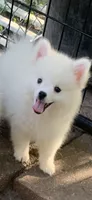 Casper, a male Pomeranian and Pomsky for sale in Holt, MI – 2 of 10