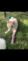 Sky, a male Pomeranian and Pomsky for sale in Holt, MI – 5 of 6