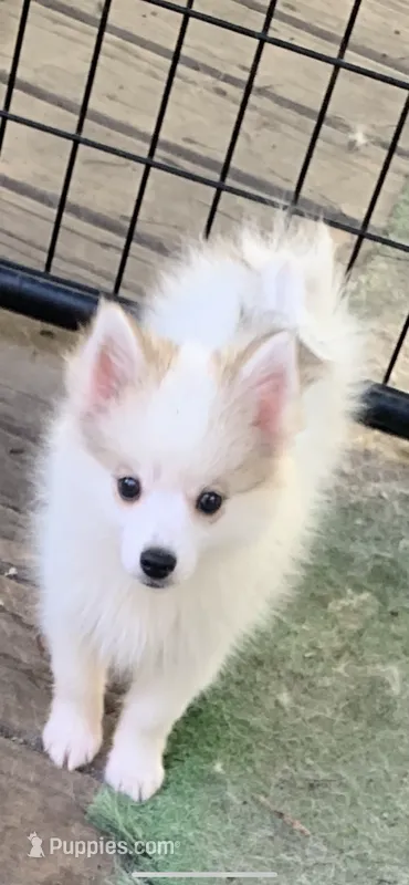 Loki  – Pomeranian, Pomsky puppy for sale in Holt, MI