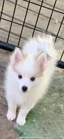 Loki , a male Pomeranian and Pomsky for sale in Holt, MI – 2 of 10