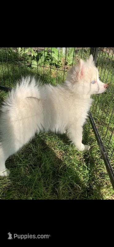 Prince – Pomeranian, Pomsky puppy for sale in Holt, MI