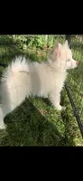Prince, a male Pomeranian and Pomsky for sale in Holt, MI – 2 of 9