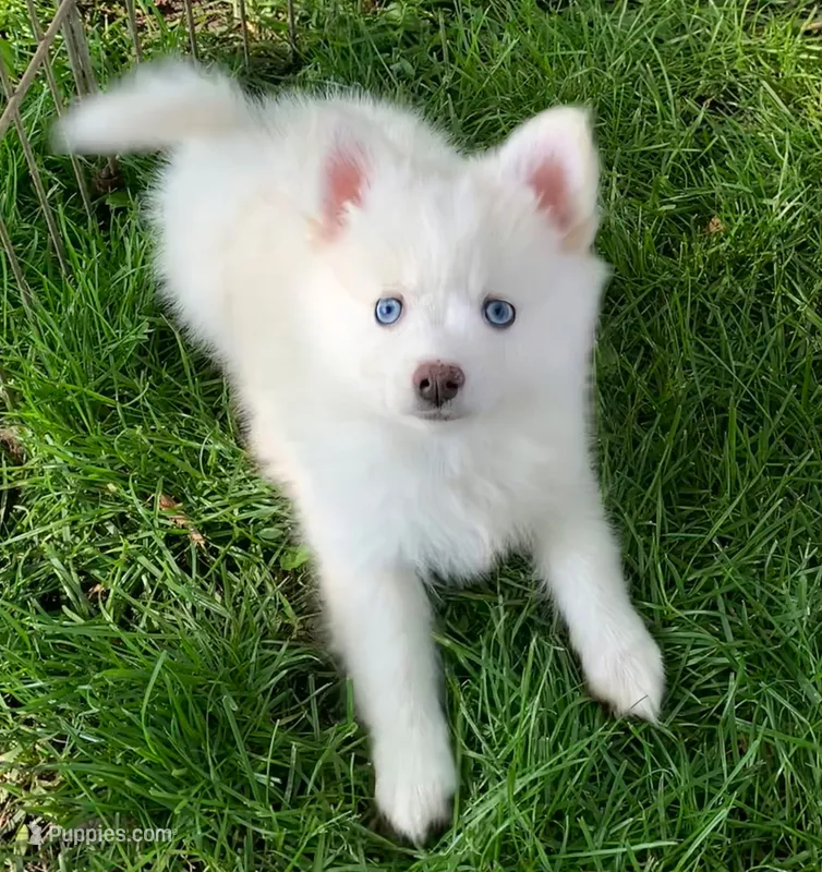 Prince – Pomsky puppy for sale in Holt, MI
