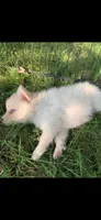 Sky, a male Pomeranian and Pomsky for sale in Holt, MI – 2 of 6