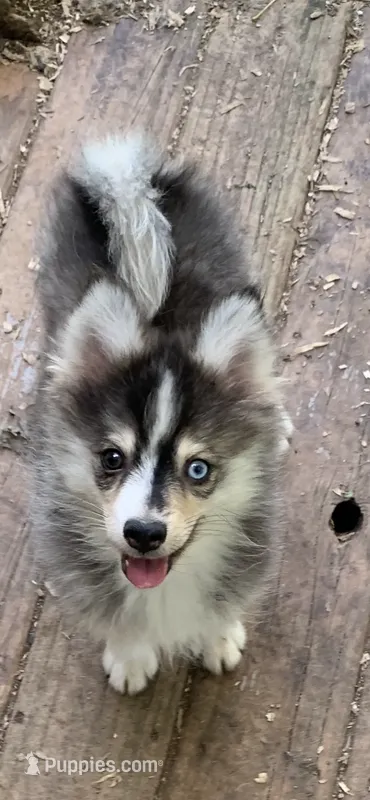 Titan  – Pomeranian, Pomsky puppy for sale in Holt, MI