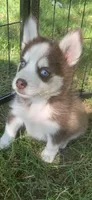 Blaze , a male Pomeranian and Pomsky for sale in Holt, MI – 3 of 5