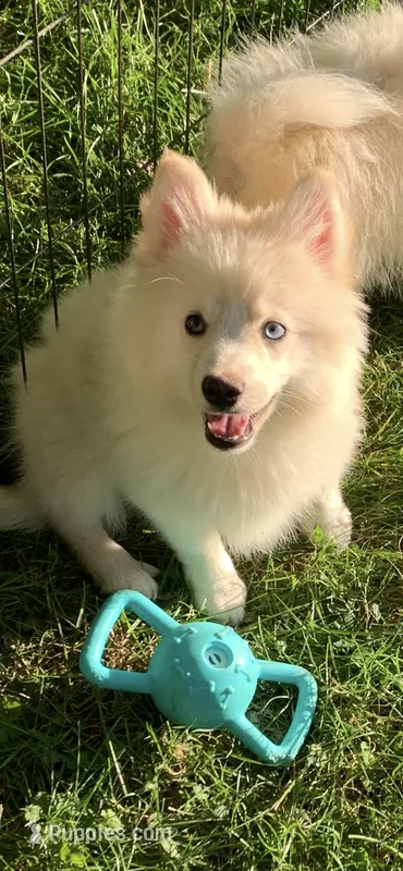 Simba  – Pomeranian, Pomsky puppy for sale in Holt, MI