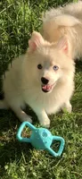 Simba , a male Pomeranian and Pomsky for sale in Holt, MI – 2 of 10