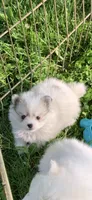 Lily , a female Pomsky for sale in Holt, MI – 3 of 3