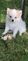 Loki , a male Pomeranian and Pomsky for sale in Holt, MI – 5 of 10