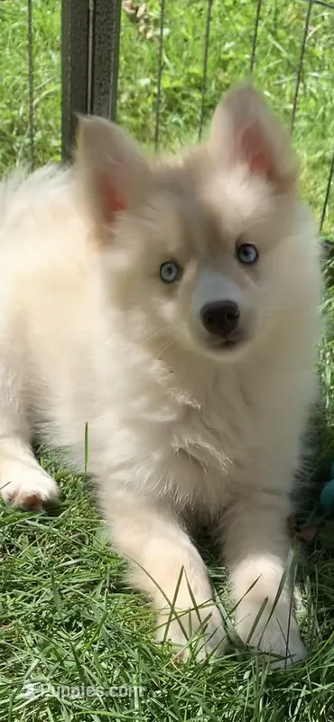 Sky – Pomeranian, Pomsky puppy for sale in Holt, MI