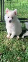 Poseidon, a male Pomeranian and Pomsky for sale in Holt, MI – 9 of 10