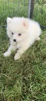 Kody, a male Pomeranian and Pomsky for sale in Holt, MI – 5 of 9