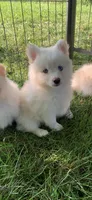 Simba , a male Pomeranian and Pomsky for sale in Holt, MI – 5 of 10