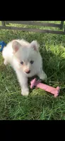 Simba , a male Pomeranian and Pomsky for sale in Holt, MI – 8 of 10