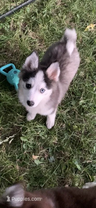 Aria  – Pomeranian, Pomsky puppy for sale in Holt, MI