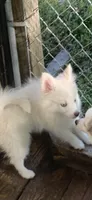 Prince, a male Pomeranian and Pomsky for sale in Holt, MI – 5 of 9