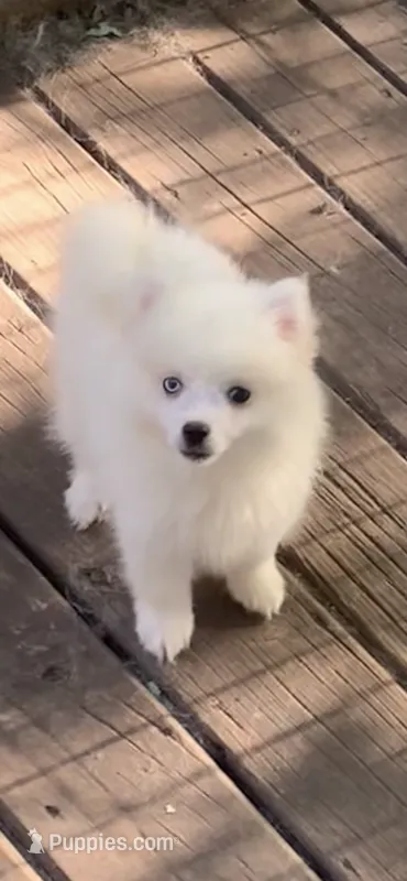 Kody – Pomeranian, Pomsky puppy for sale in Holt, MI