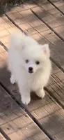 Kody, a male Pomeranian and Pomsky for sale in Holt, MI – 2 of 9