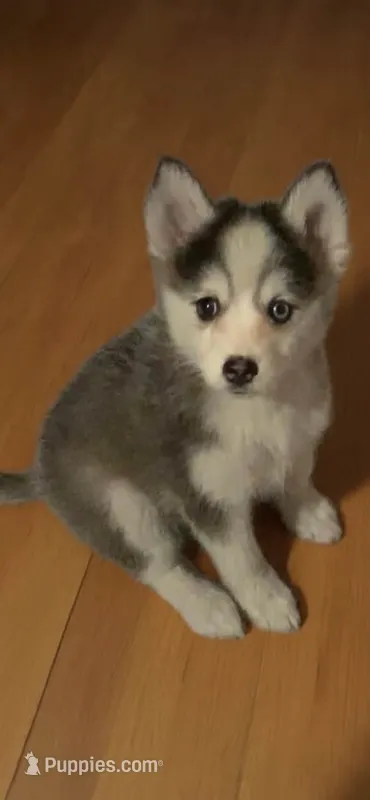 Aria  – Pomeranian, Pomsky puppy for sale in Holt, MI