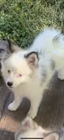 Toby, a male Pomeranian and Pomsky for sale in Holt, MI – 2 of 9