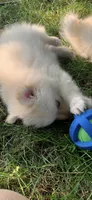 Niko , a male Pomeranian and Pomsky for sale in Holt, MI – 4 of 9