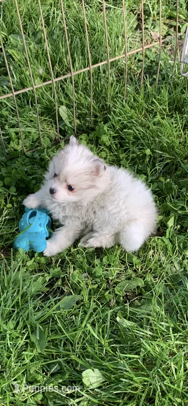 Lily  – Pomsky puppy for sale in Holt, MI