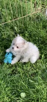 Lily , a female Pomsky for sale in Holt, MI – 1 of 3