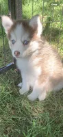 Odin, a male Pomeranian and Pomsky for sale in Holt, MI – 3 of 4
