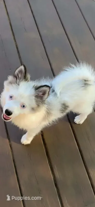 Toby – Pomeranian, Pomsky puppy for sale in Holt, MI