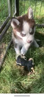 Blaze , a male Pomeranian and Pomsky for sale in Holt, MI – 4 of 5