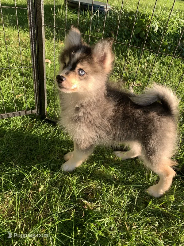 Titan  – Pomeranian, Pomsky puppy for sale in Holt, MI