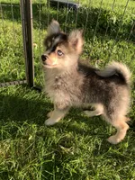 Titan , a male Pomeranian and Pomsky for sale in Holt, MI – 1 of 4