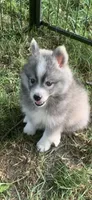 Shadow , a male Pomeranian and Pomsky for sale in Holt, MI – 4 of 5