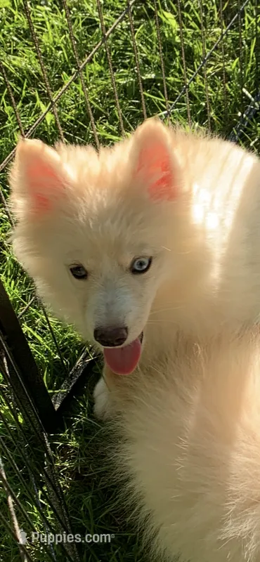 Simba  – Pomeranian, Pomsky puppy for sale in Holt, MI