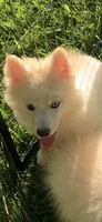 Simba , a male Pomeranian and Pomsky for sale in Holt, MI – 1 of 10